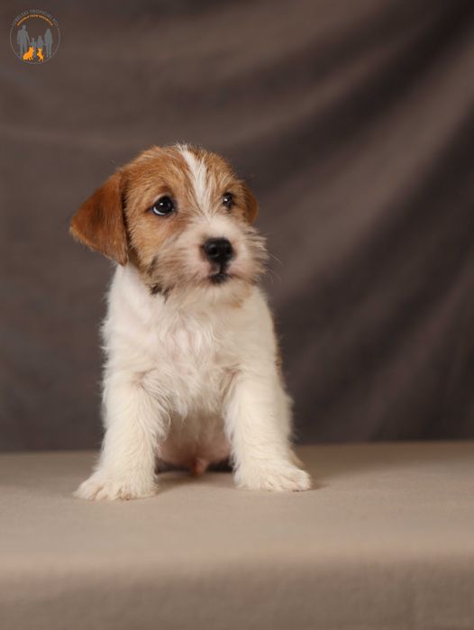 Jack Russell Terrier ZKwP  piesek po CH.PL