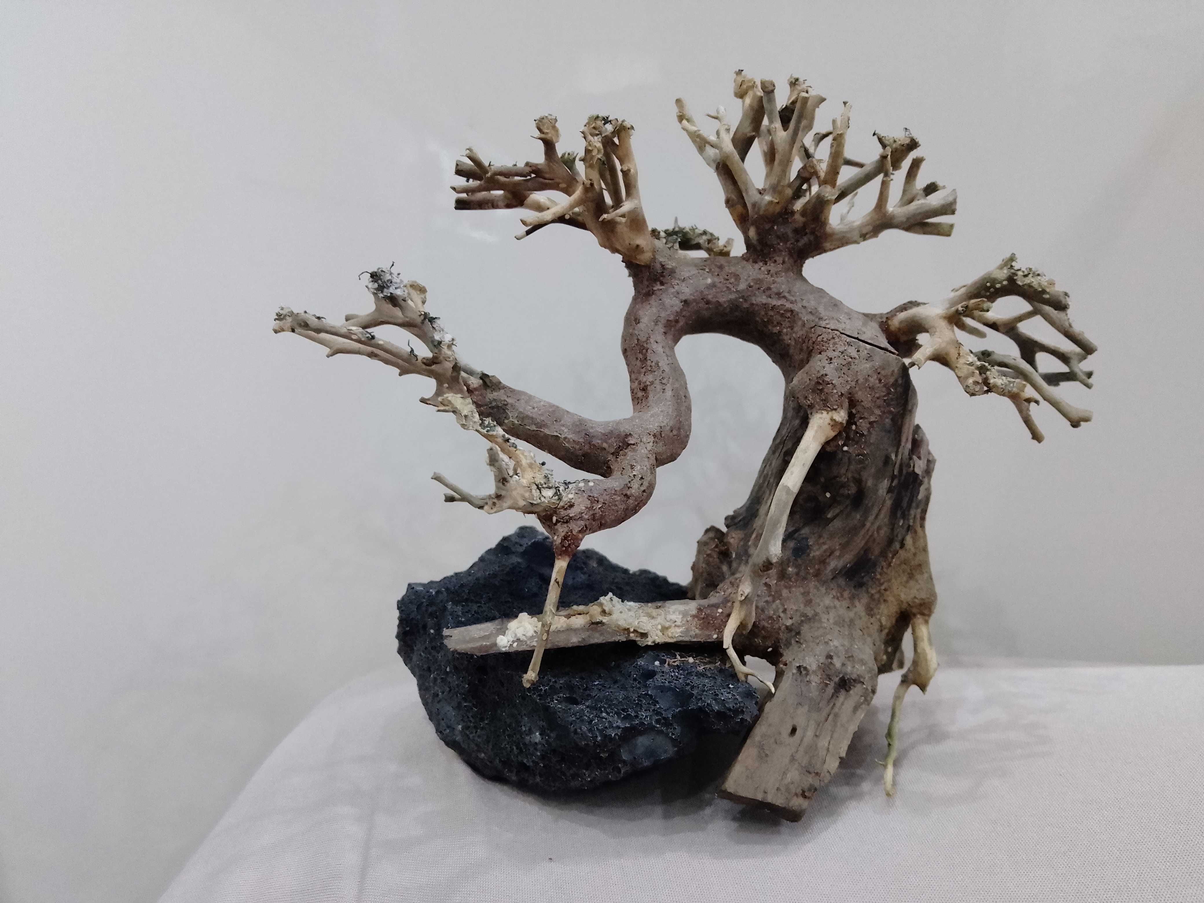Drzewko bonsai do akwarium