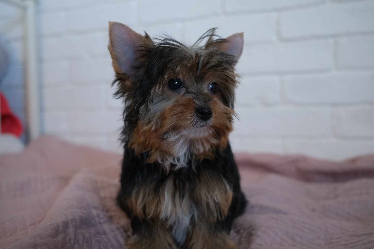 Mini sunia Yorkshire terrier