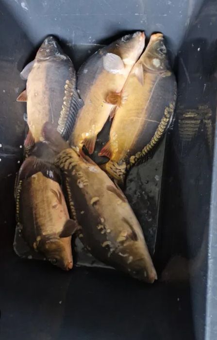 Karp wigilijny z domowej hodowli