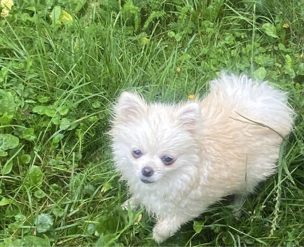 Mini suczka szpic miniaturowy