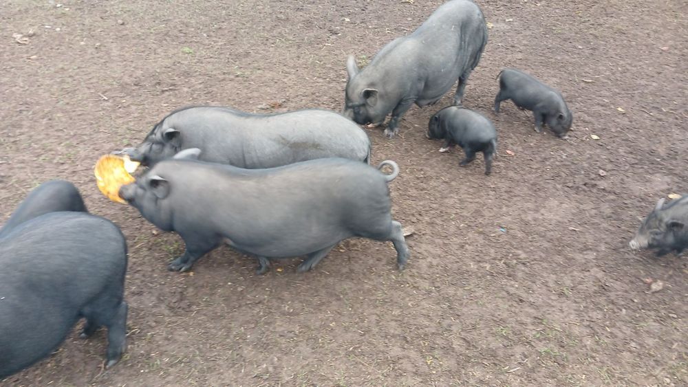 Продам В'ЄТНАМСЬКИХ поросят, тушки, м'ясо!