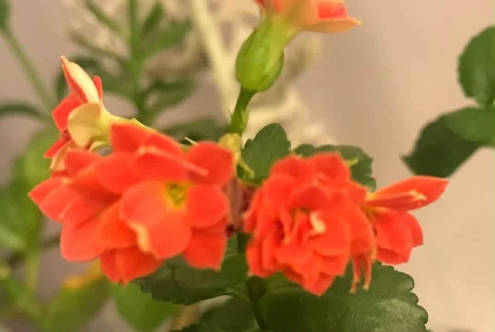 Каланхоэ Каландива