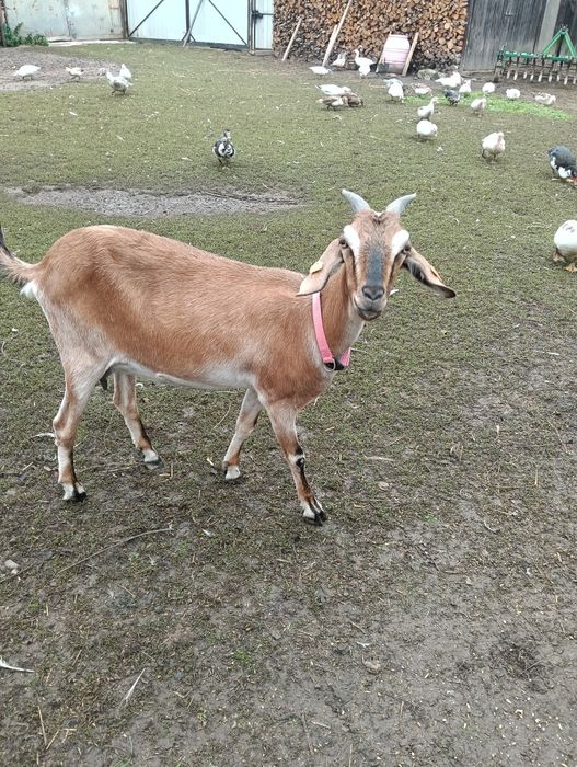 Koza po pierwszym wylocie