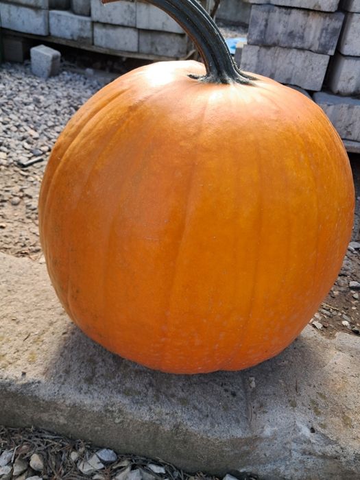 Dynia ozdobna oraz jadalna