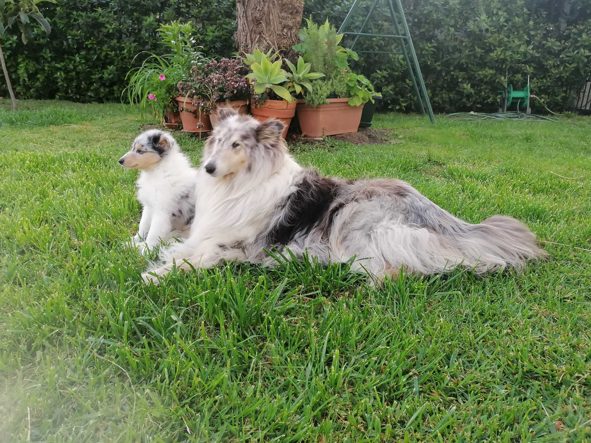 Rough Collie Lassie-para entrega imediata