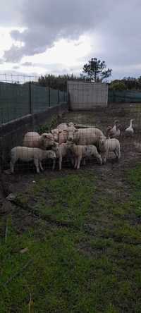 Ovelhas e cordeiros procuram novo dono!