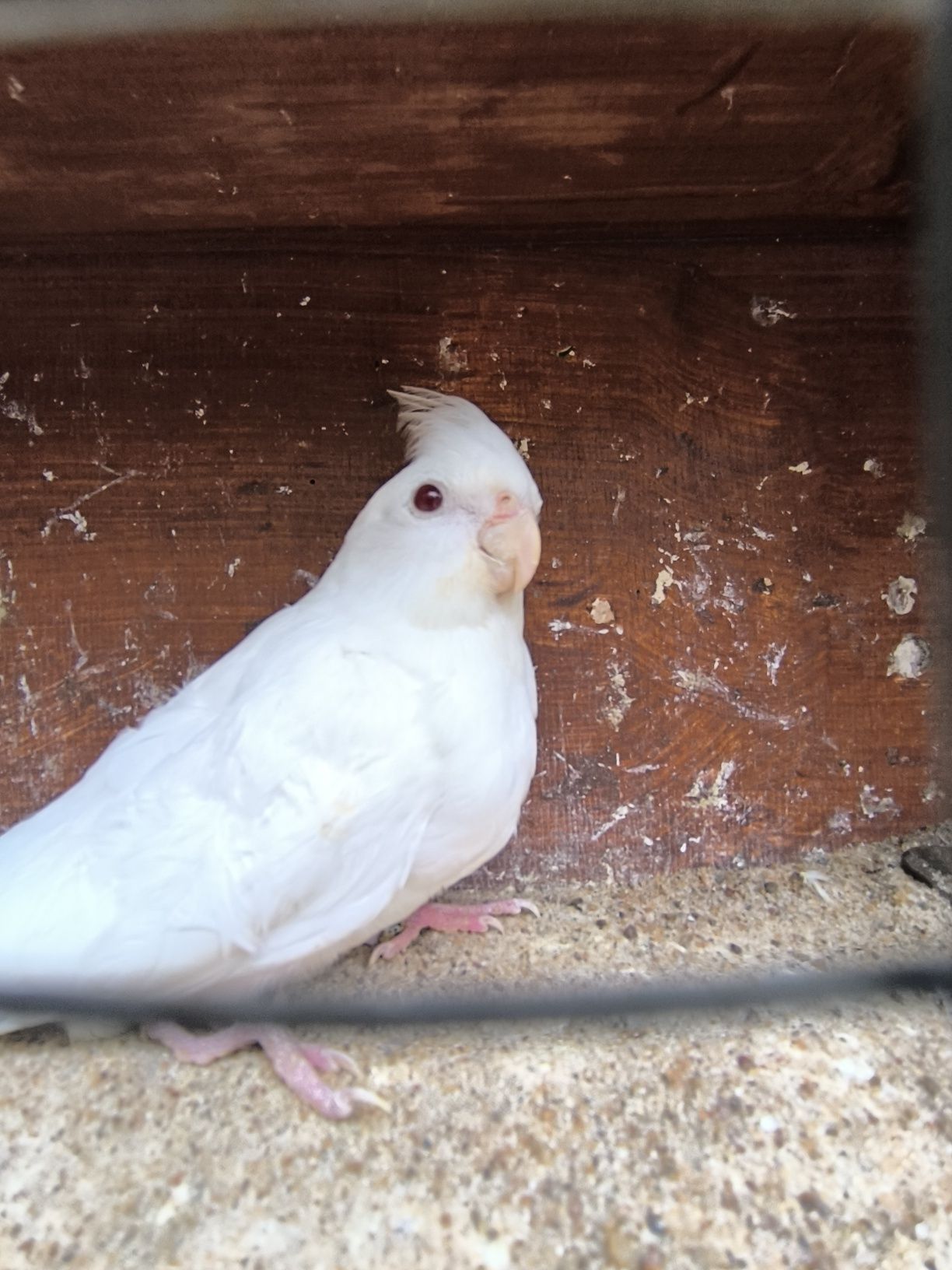 Nimfa biała albino