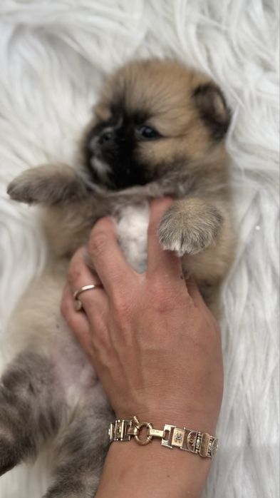 Хлопчик померанчик ведмедик