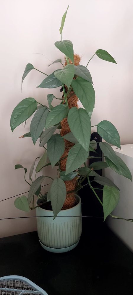 Epipremnum cebu blue roslina doniczkowa