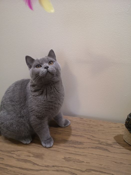 Kocurek brytyjski Umi Felis Polonia rodowód, kotka