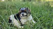 Yorkshire Terrier Biewer chlopiec