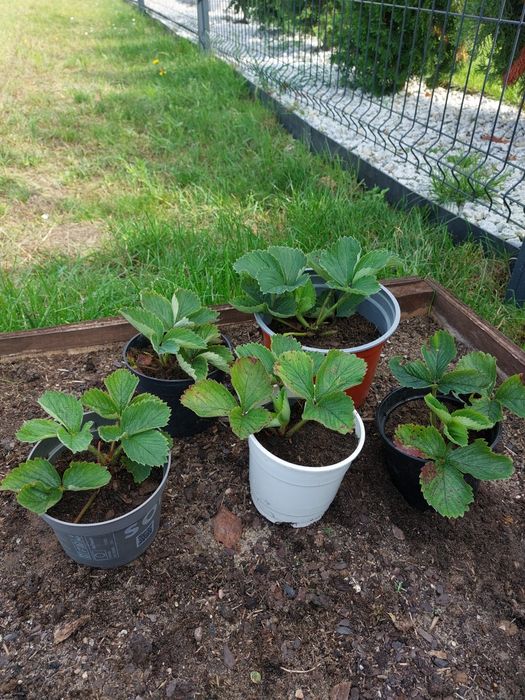 Sadzonki truskawek tegoroczne