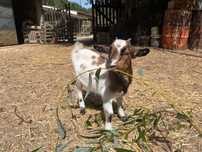 Cabras microanãs e anãs (M/F, 5 meses)