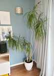 Dracena duża ok 2m x 1 m z doniczką