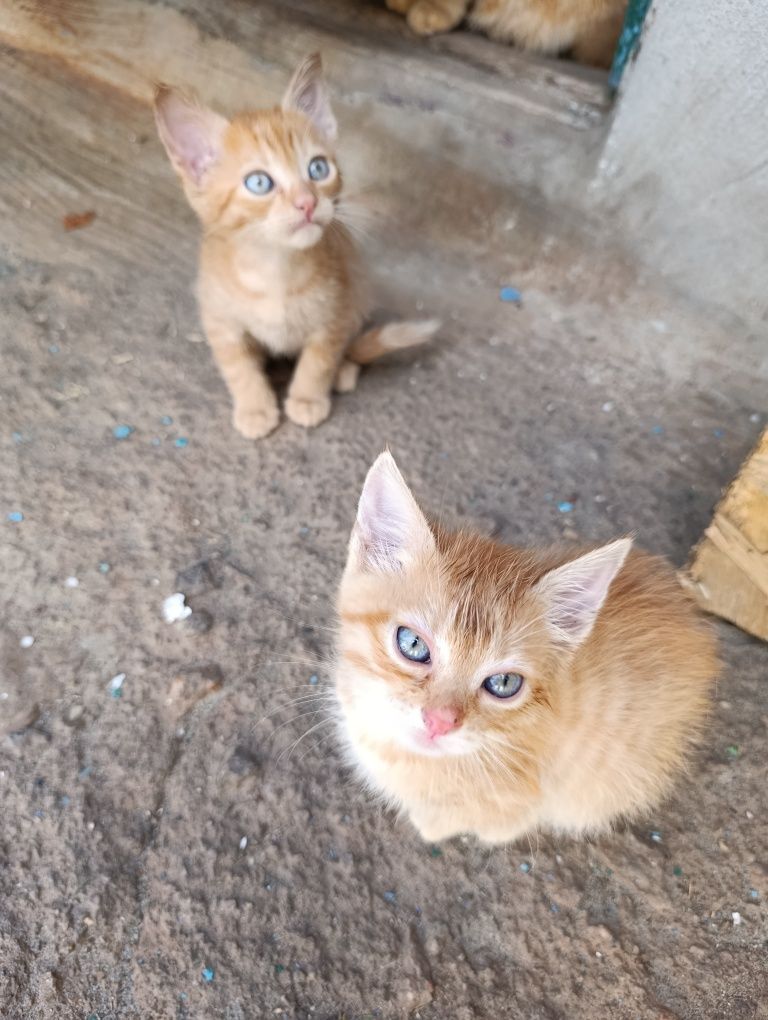 Котики в добрі руки