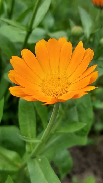 Календула насіння нагідки насіння