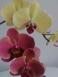 Орхідея, орхидеи