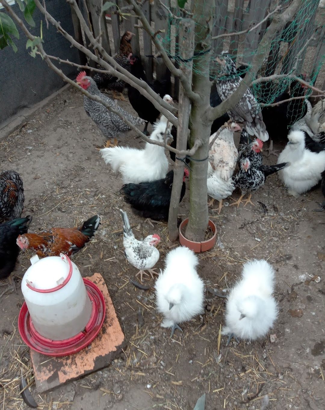 Kurki, kogutki oraz parki