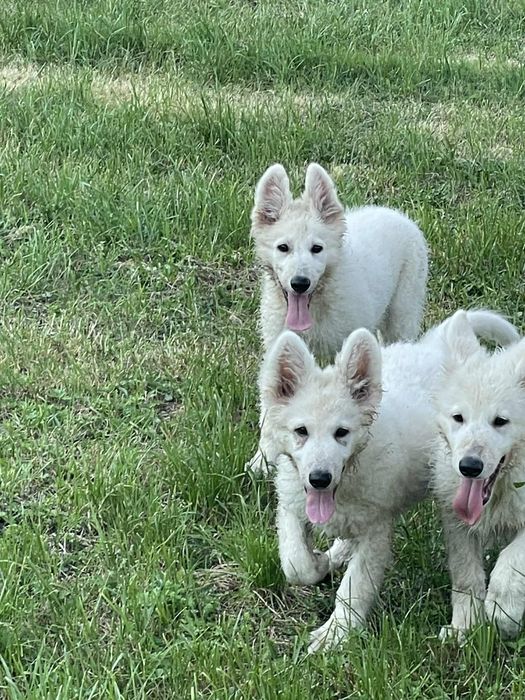 Zaprasza pies biały owczarek szwajcarski