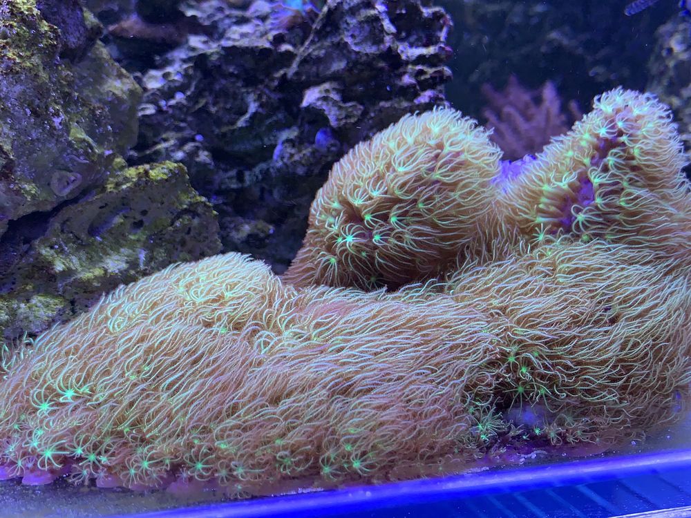 Koralowiec Briareum zielone fluo - szczepka