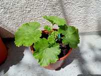 Malva (Malva sylvestris)