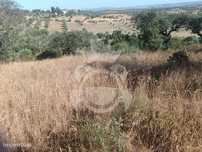 Terreno/Olival = NOVO PREÇO!!