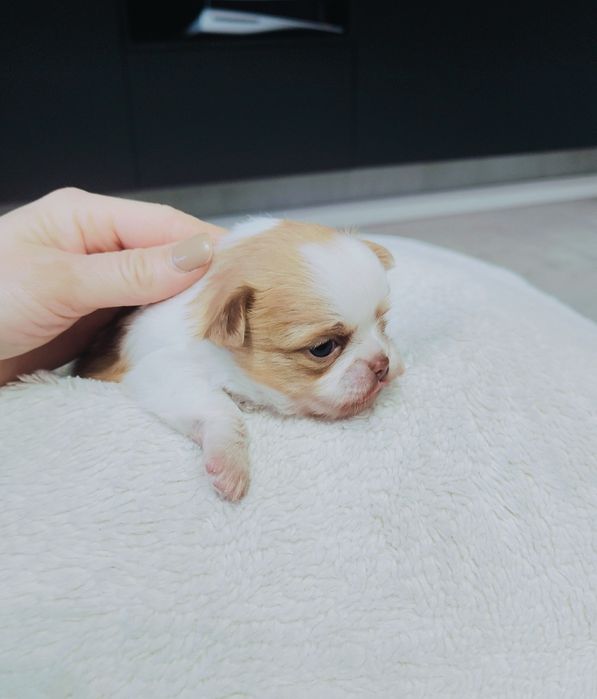 Piękny długowłosy piesek

 Szczeniak urodzony 3.10.2025
chowany  w dom