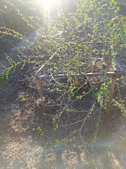 Саджанці агрус МАЛАХІТ (крыжовник МАЛАХИТ)