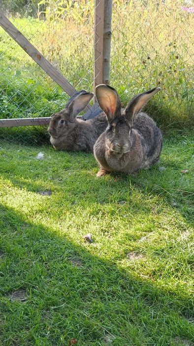Бельгійці,кролі,самички