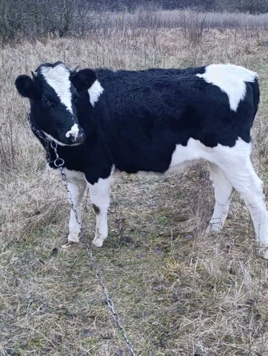 Телиці парувального віку