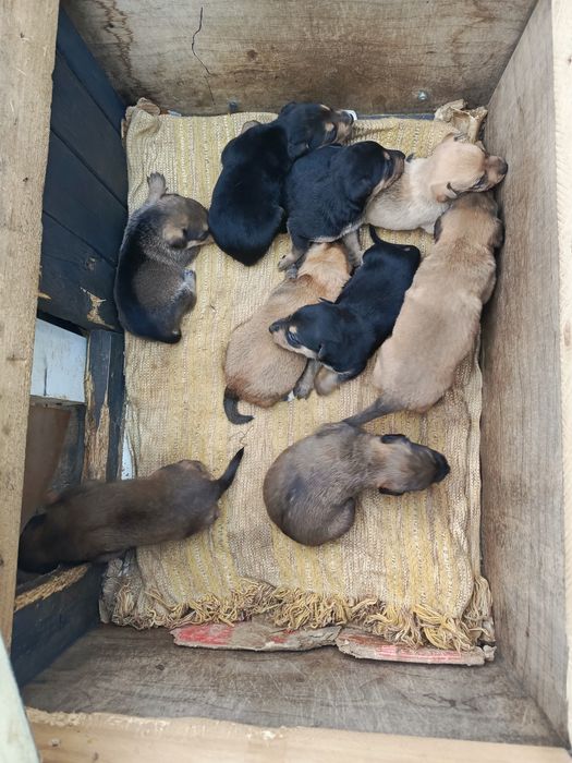 Oddam pieski szesc tygodni