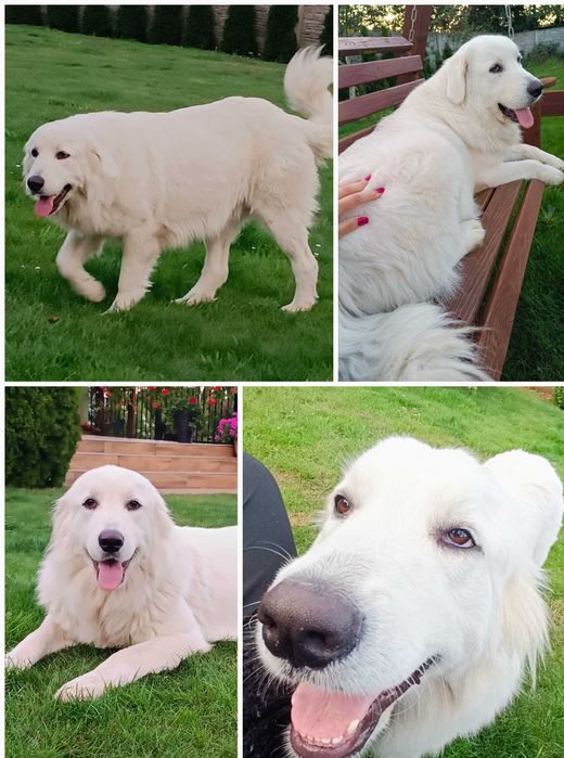 Owczarek podhalański x labrador - szczeniaczki gotowe na grudzień