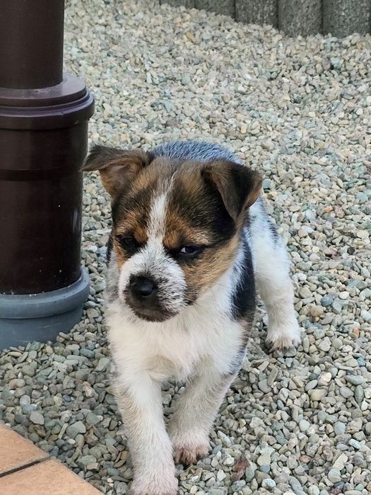 Oddam za darmo 2 małe szczeniaki