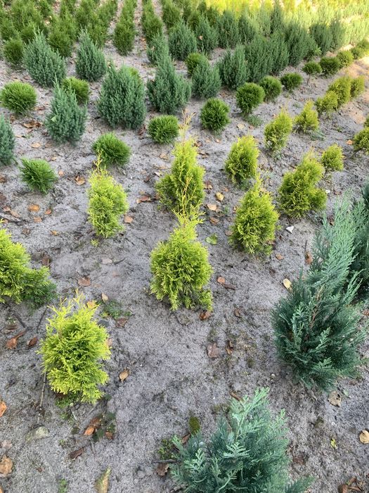 Смарагд туя колумна ауреа нана кипарисовик ялівець