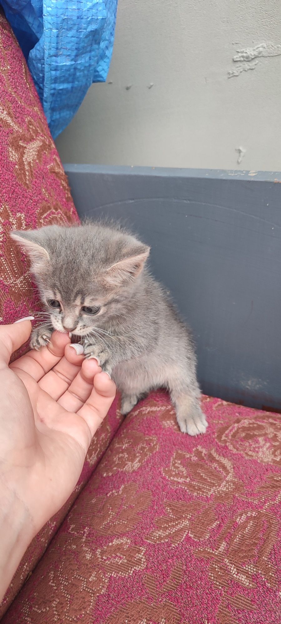 Віддам котятка в хороші руки