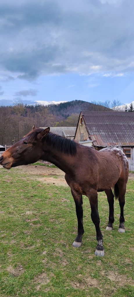 Ogierek tarant ogier