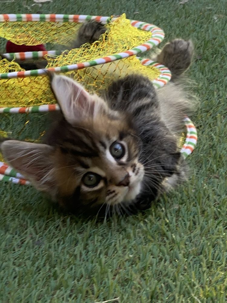 Gatinho Maine Coon