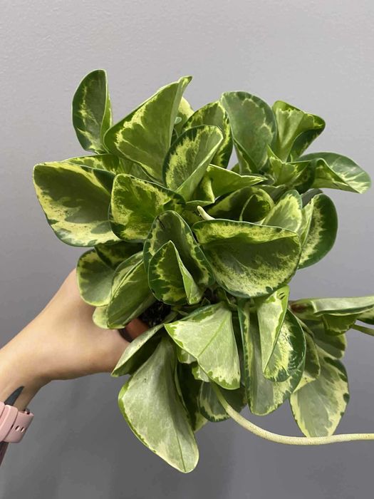 Peperomia Golden Gate Bezpieczna dla zwierząt
