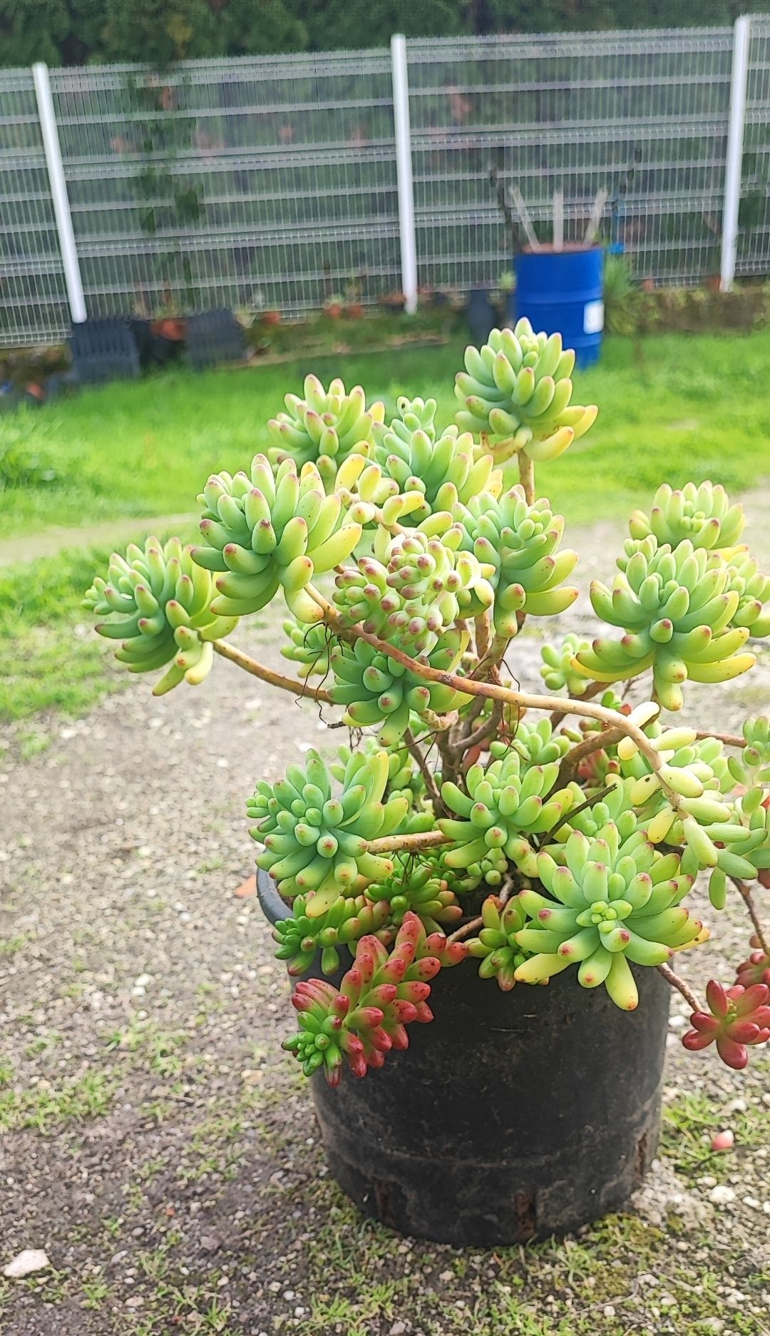 Planta suculenta