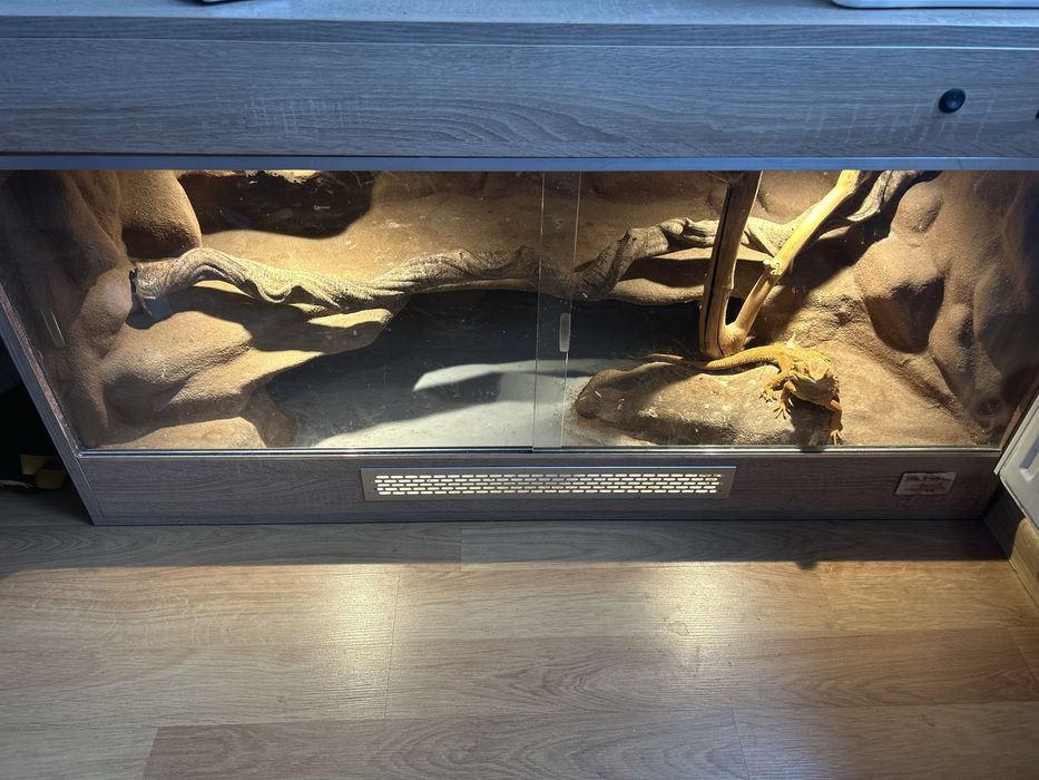 Na sprzedaz terarium razem z agama odmiany red