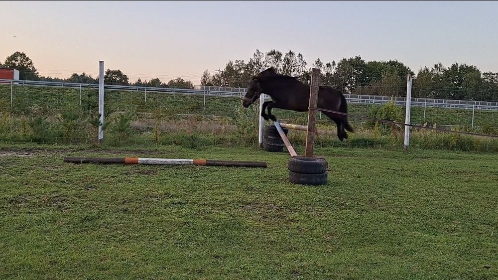 Sprzedam lub zamienię. Kuc 120cm. 6 lat. Wałach