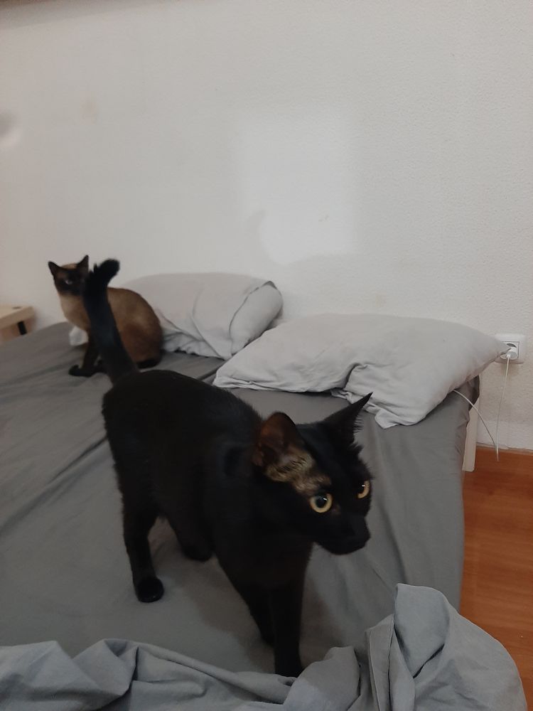 Gato para adopção