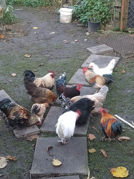 Sprzedam drób ozdobny koguty i gołębie mewki/widyny