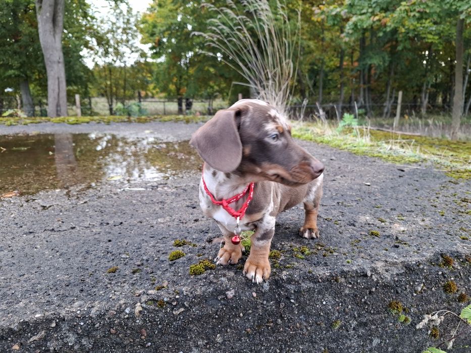 jamnik miniaturowy suczka