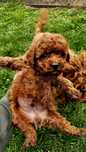 Pudel toy mini red brown chińskie pochodzenie