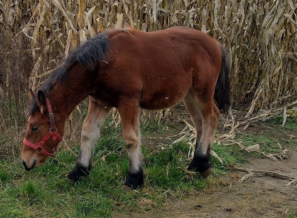 Odsadek belg arden zimnokrwisty