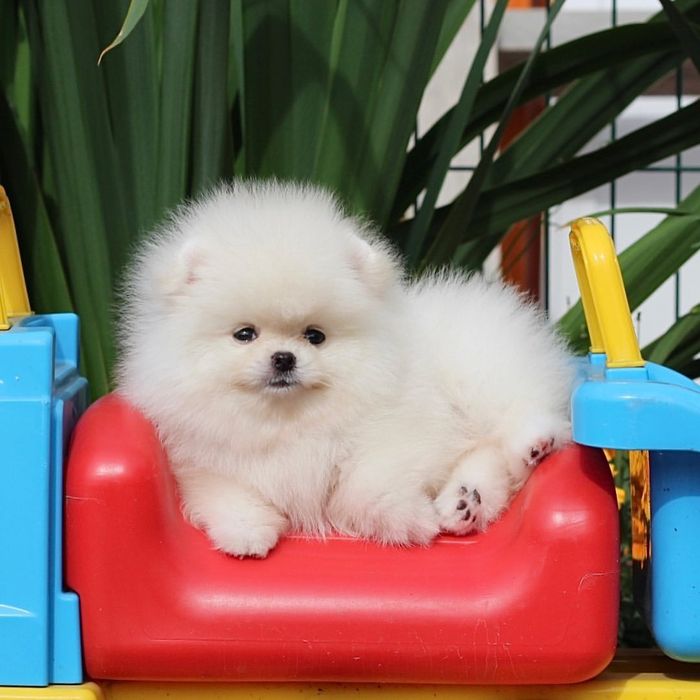 Диво дивное чудо мини мальчики