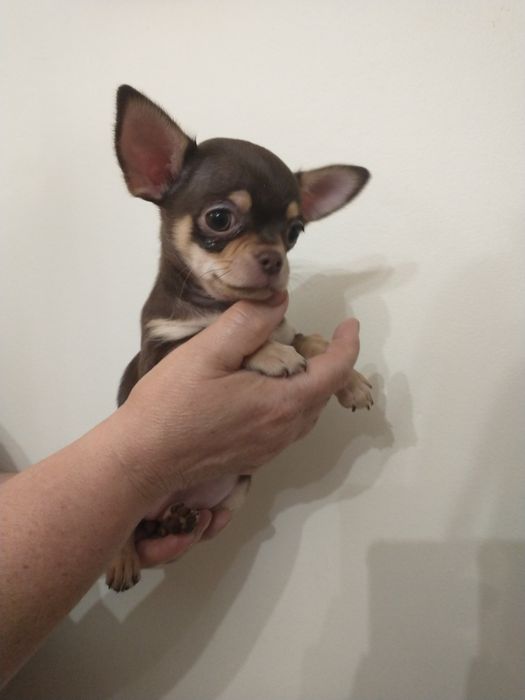 Chihuahua piesek krótkowłosa