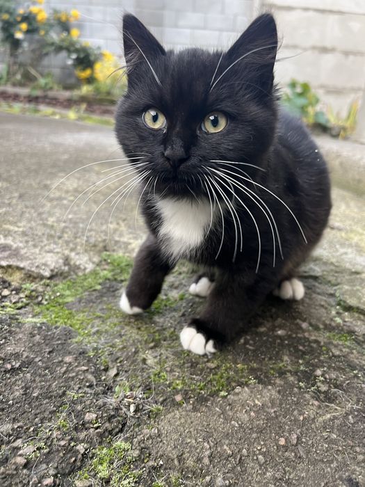 Маленький котик в добрі ручки